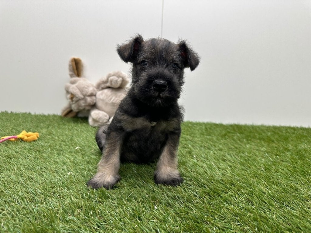 Nestje Dwergschnauzer pups, België, CDV (hondenziekte), 8 tot 15 weken, Meerdere