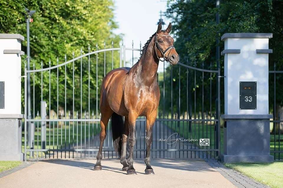 Fokmerrie/gezelschapspaard, Cheval de dressage, 11 ans ou plus, Avec pedigree, M