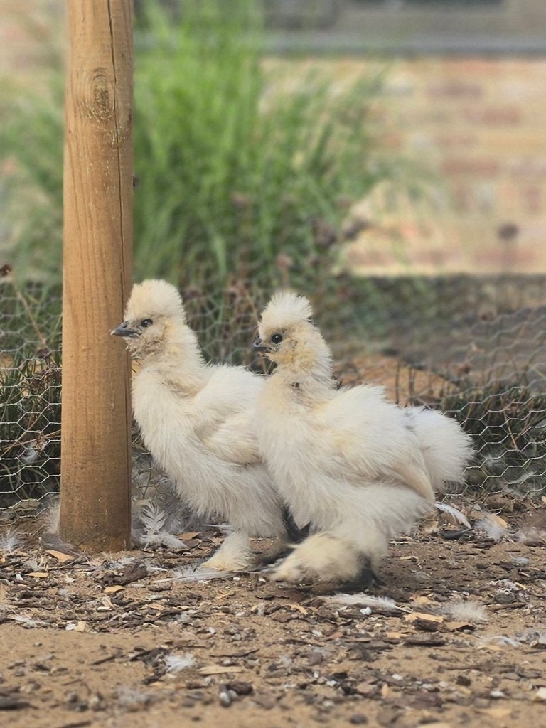 USA zijdehoen kuikens  1 kopen + 1 gratis, Dieren en Toebehoren, Pluimvee, Geslacht onbekend, Kip