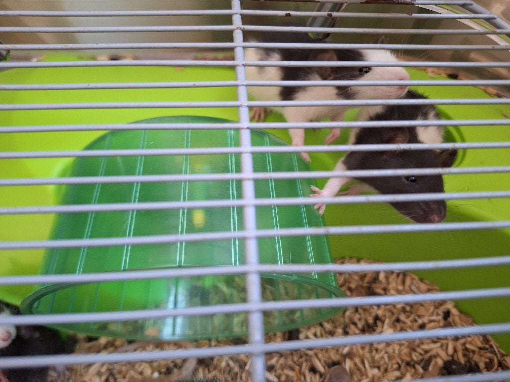 Rats à vendre, Rat, Domestique, Septembre, Plusieurs animaux