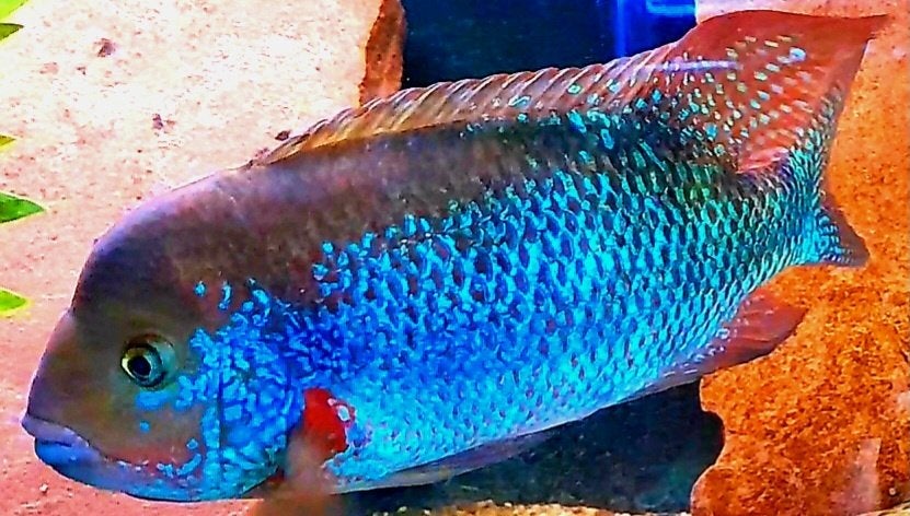 Aquariumvissen cichliden, Dieren en Toebehoren, Vis, Zoetwatervis