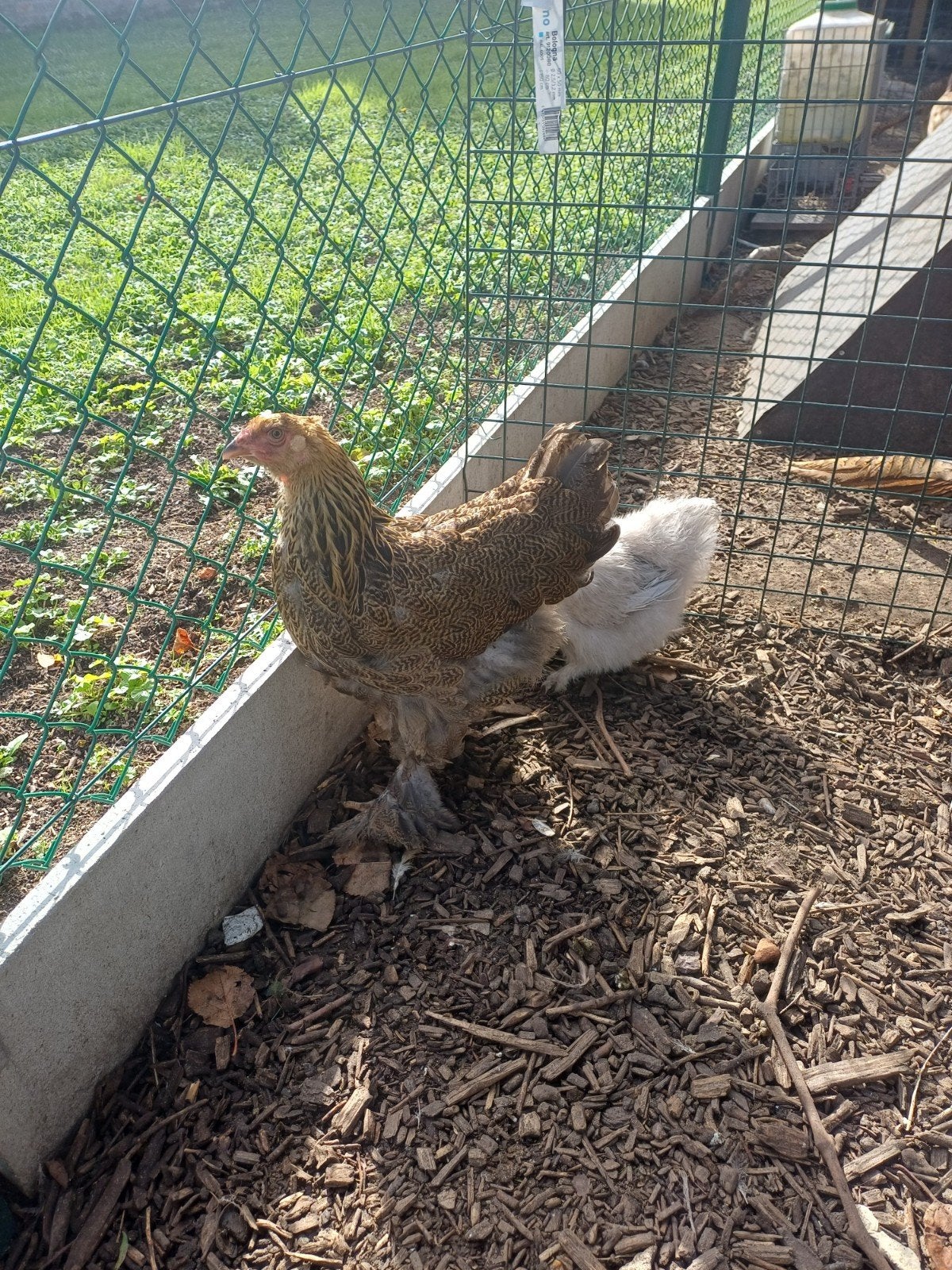 brahma hen goudpatrijs