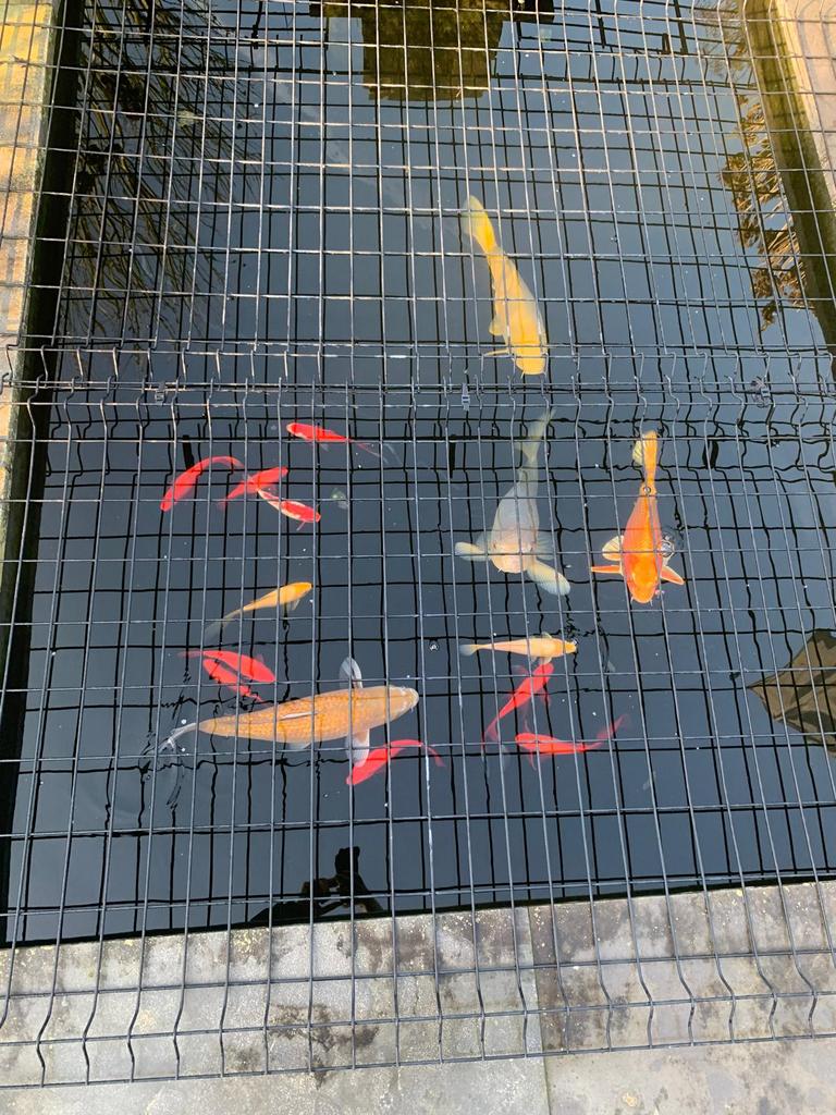 KOI VISSEN TE KOOP, Karper of Koi