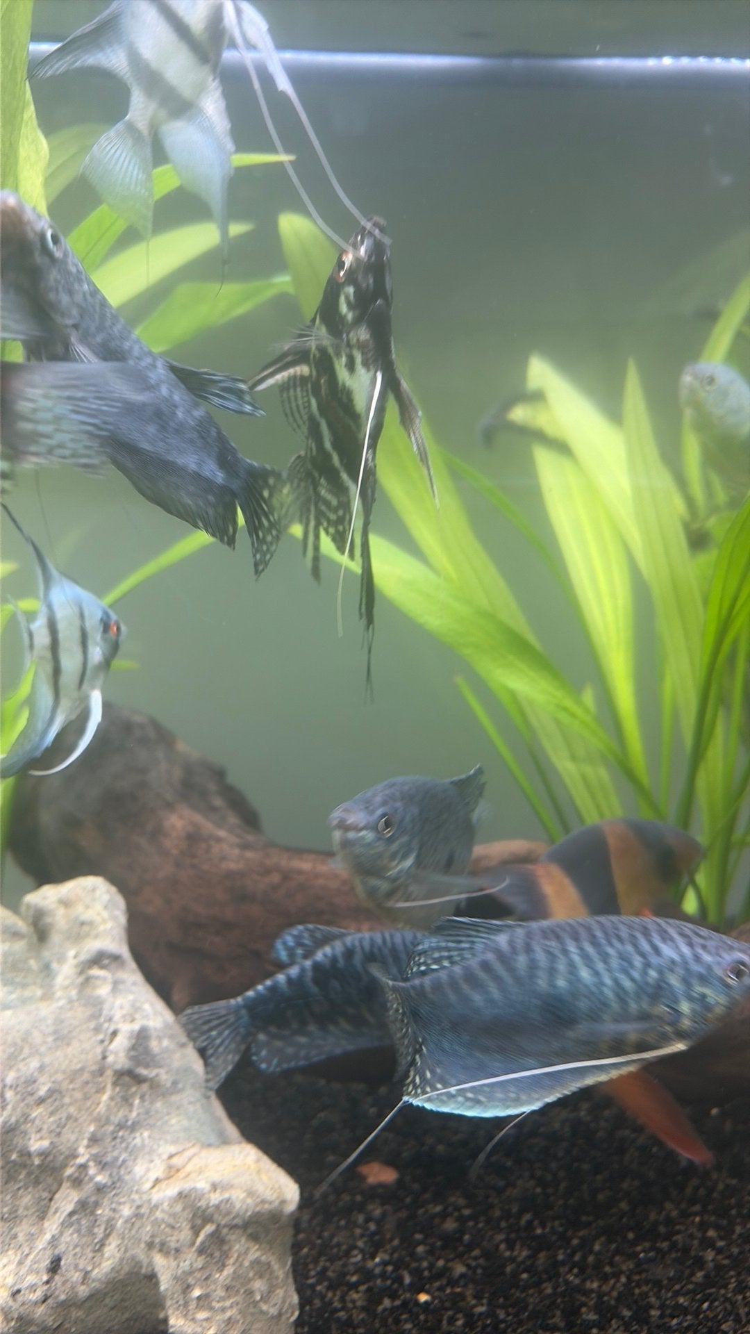 9 marmer gouramis, Poisson, Poisson d'eau douce, Banc de poissons