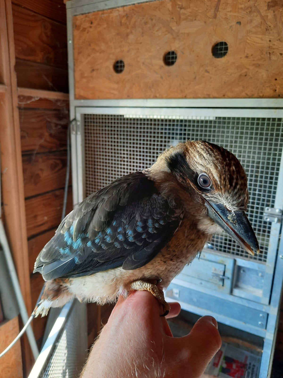 Handtamme kookaburra, Animaux & Accessoires, Oiseaux | Oiseaux Autre