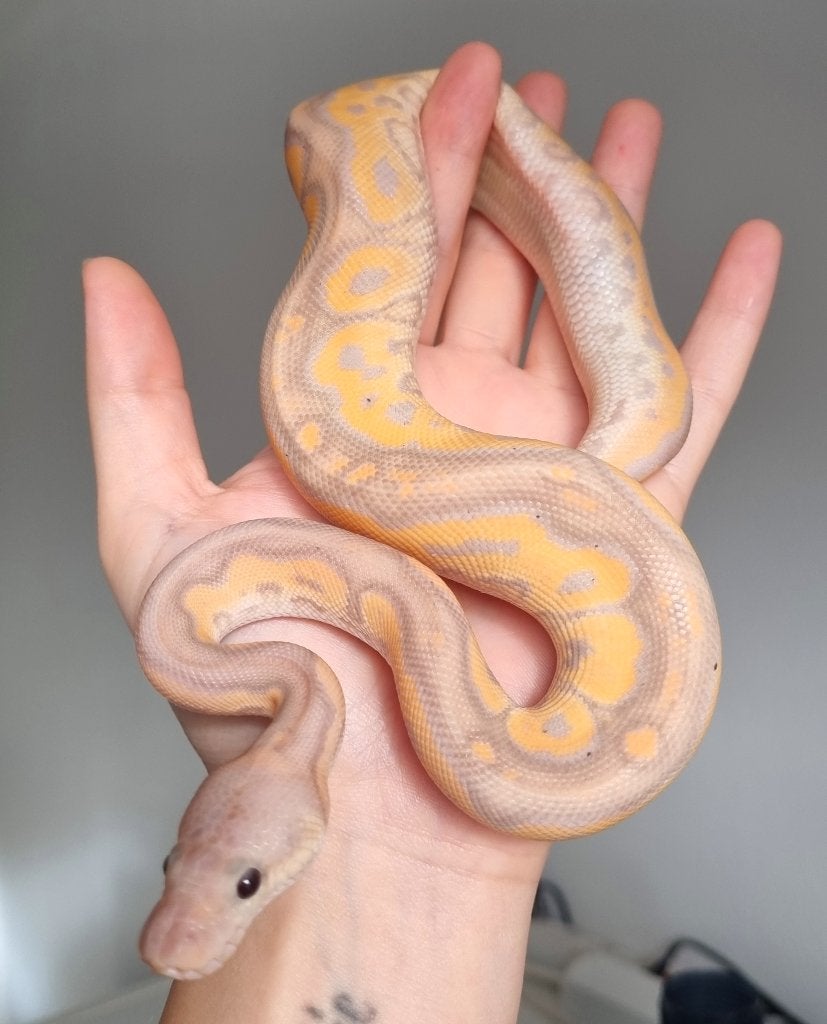 1.0 banana black pastel od (spotnose) clown, Dieren en Toebehoren