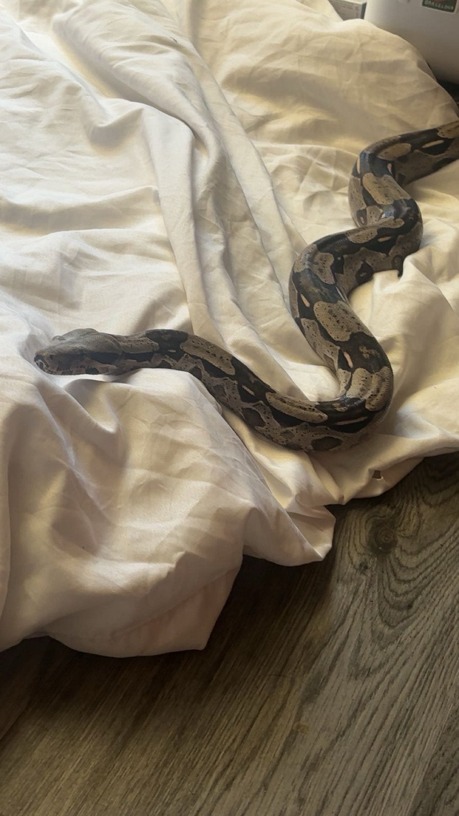 boa constrictor constrictor guyana f1