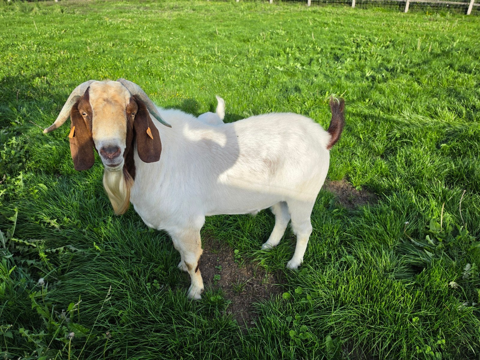 boerengeit, Dieren en Toebehoren, Geit