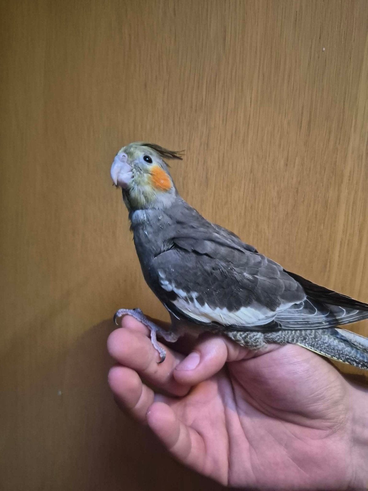 Oiseau accessoire, Animaux & Accessoires, Oiseaux | Accessoires, Enlèvement