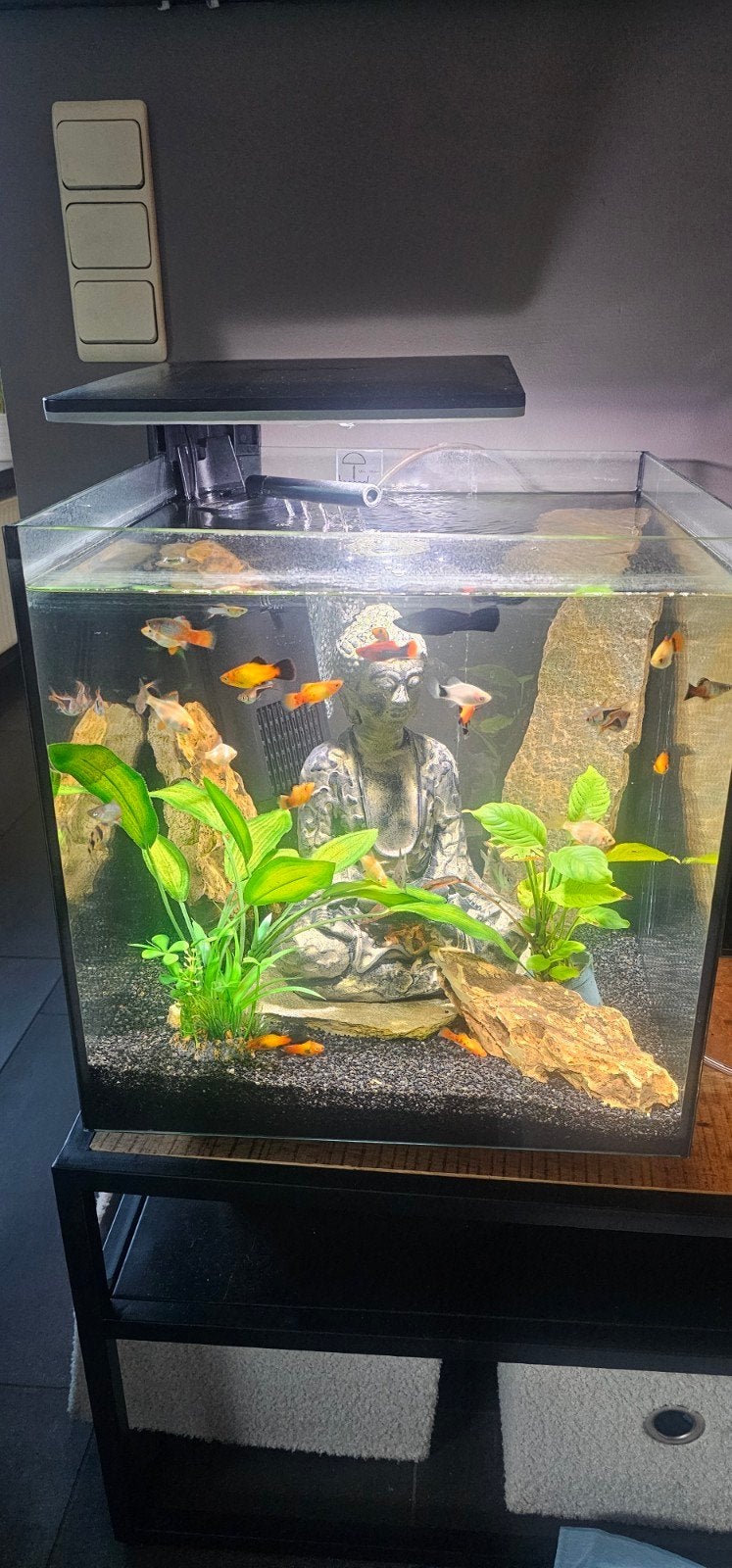 aquarium, Dieren en Toebehoren, Ophalen, Inclusief vissen, Decoratie