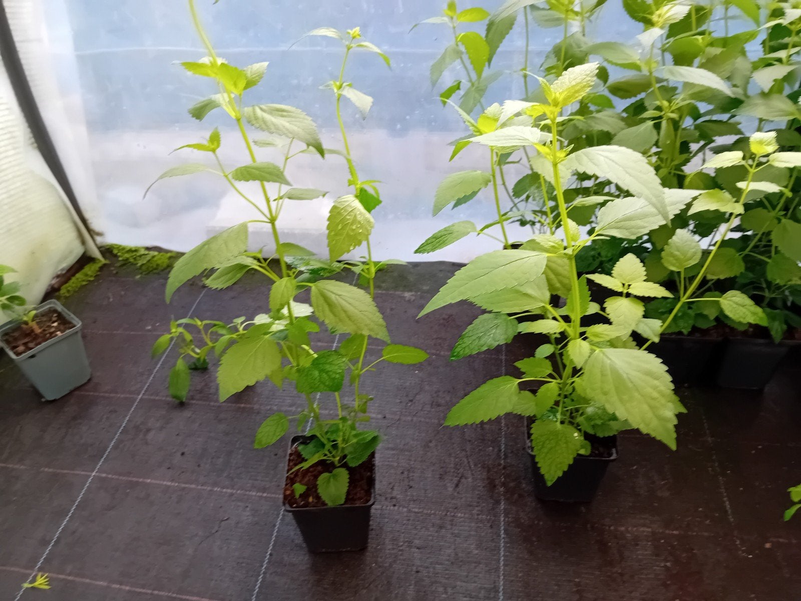 Agastache Blue fortune, Tuin en Terras, Planten | Fruitbomen, Ophalen