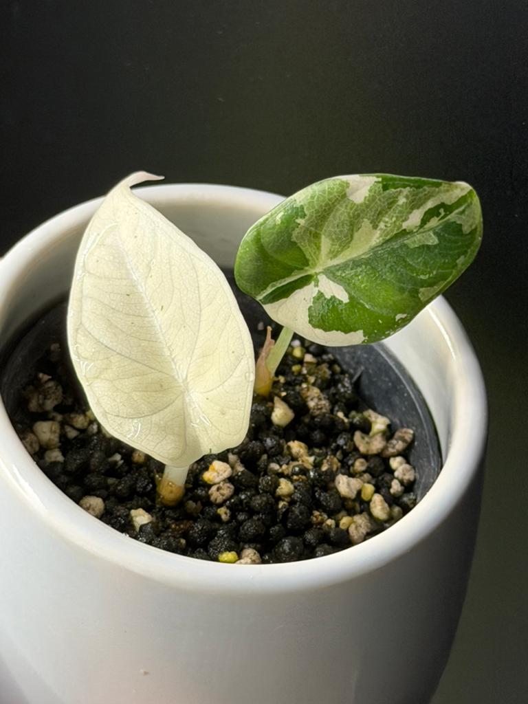 Alocasia Maharani albo variegata, Huis en Inrichting, Kamerplanten, Overige soorten, Minder dan 100 cm, Groene kamerplant, Halfschaduw