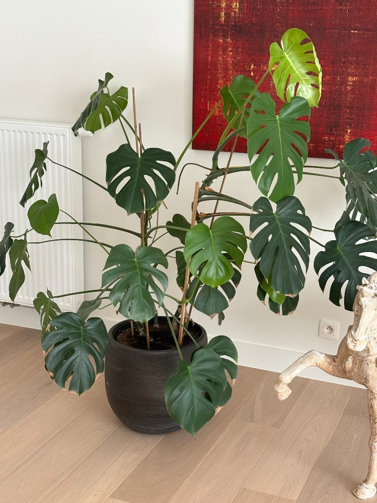 Gatenplan of Monstera deliciosa, Maison & Meubles, Autres espèces, En pot, Enlèvement, 100 à 150 cm