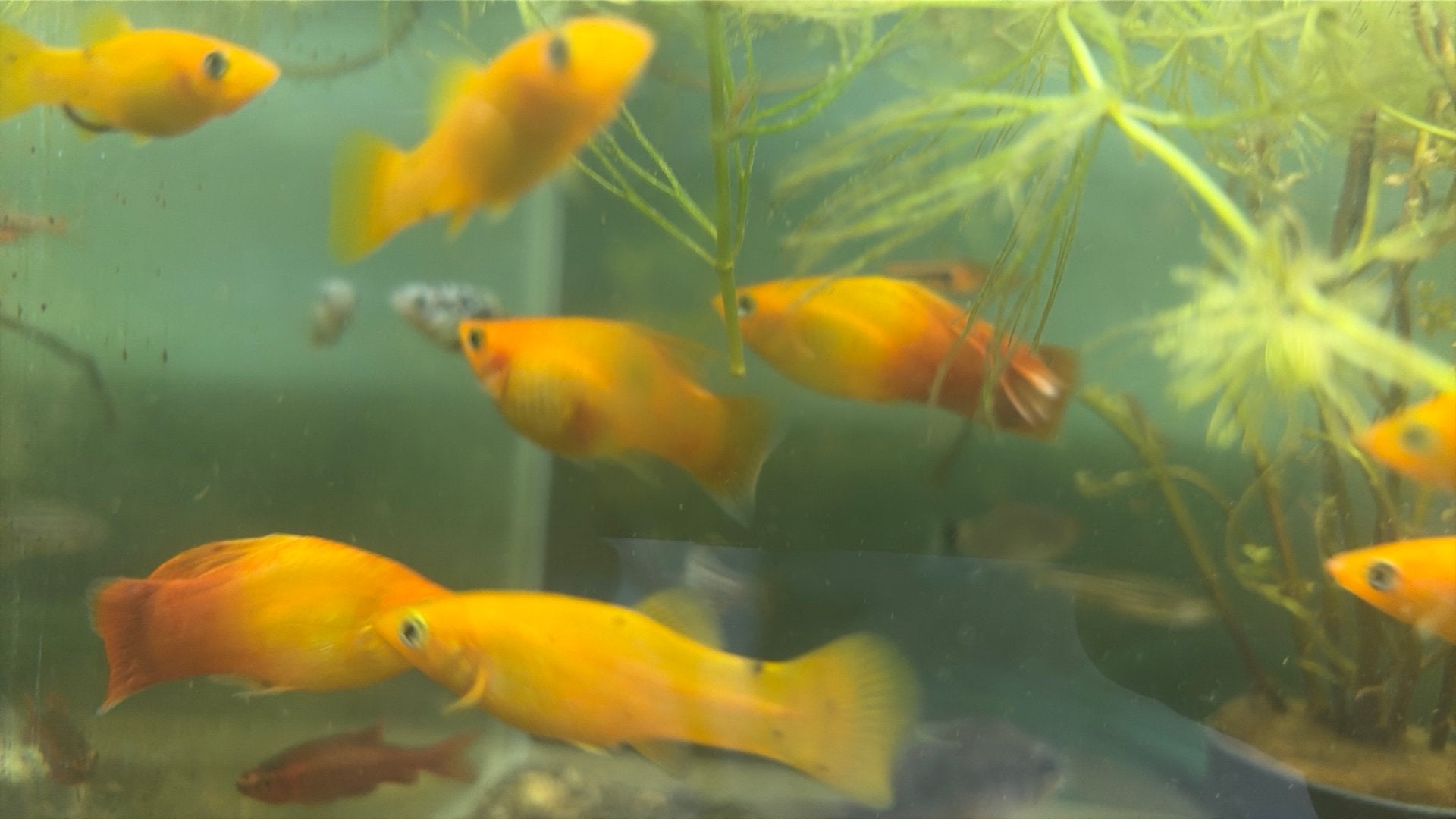 18 Mollys en platys, Vis, Zoetwatervis, Schoolvis