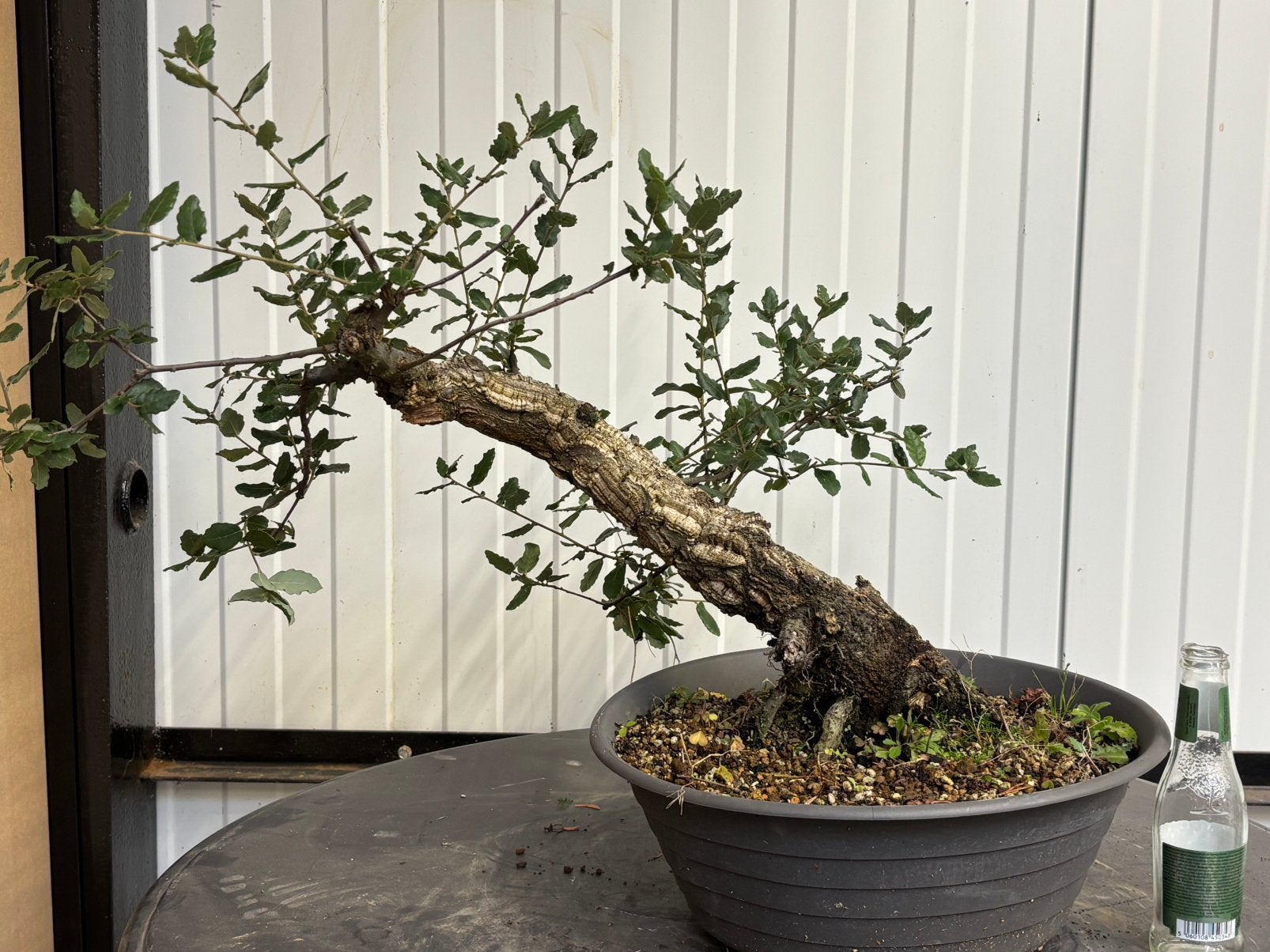 Bonsaï, chêne-liège, yamadori, Jardin & Terrasse, Enlèvement