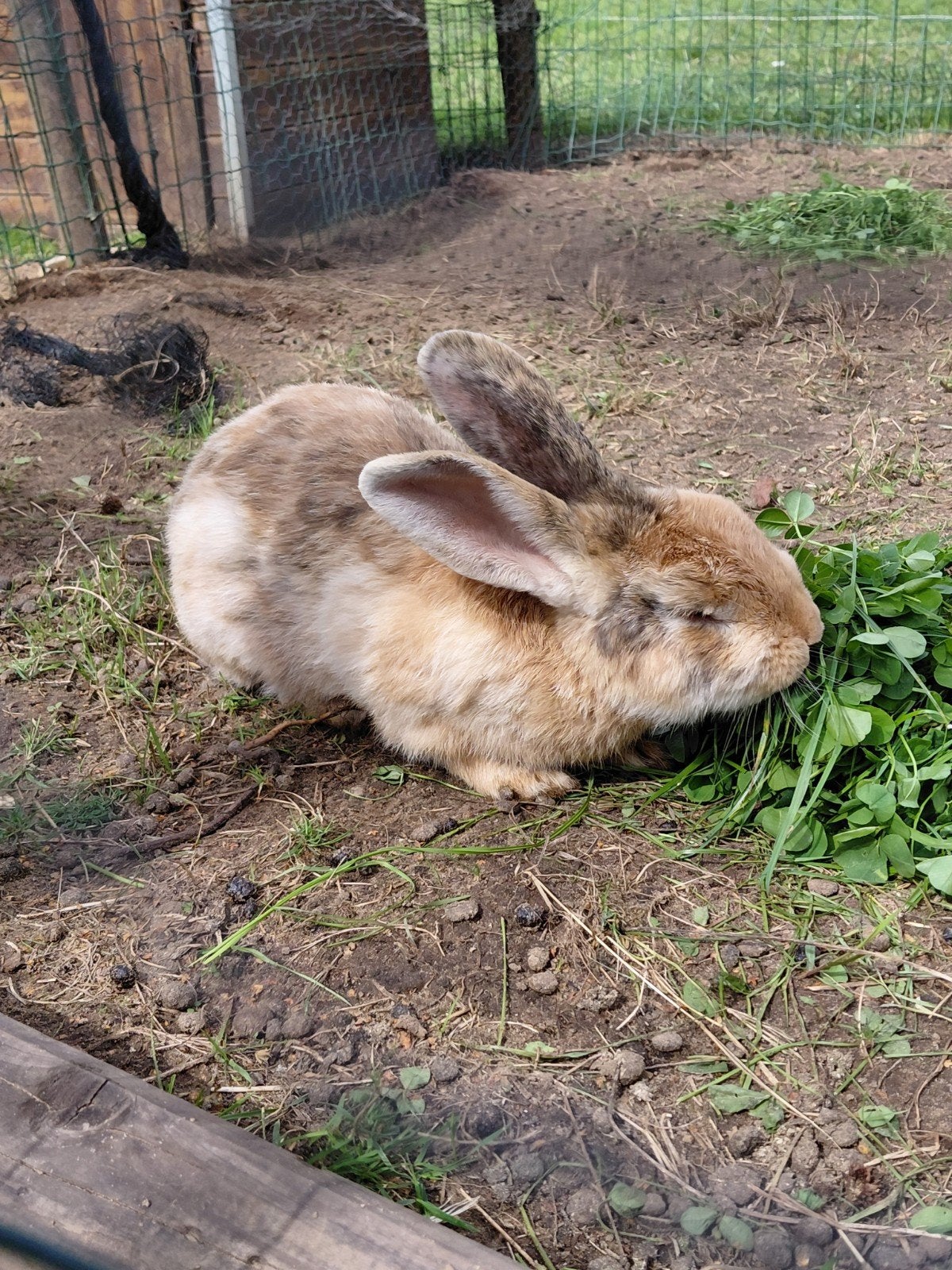 rammelaar konijn, Dieren en Toebehoren, Konijnen