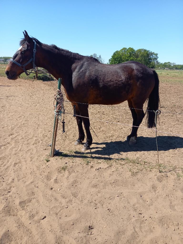 Draversruin, Dieren en Toebehoren, Ontwormd