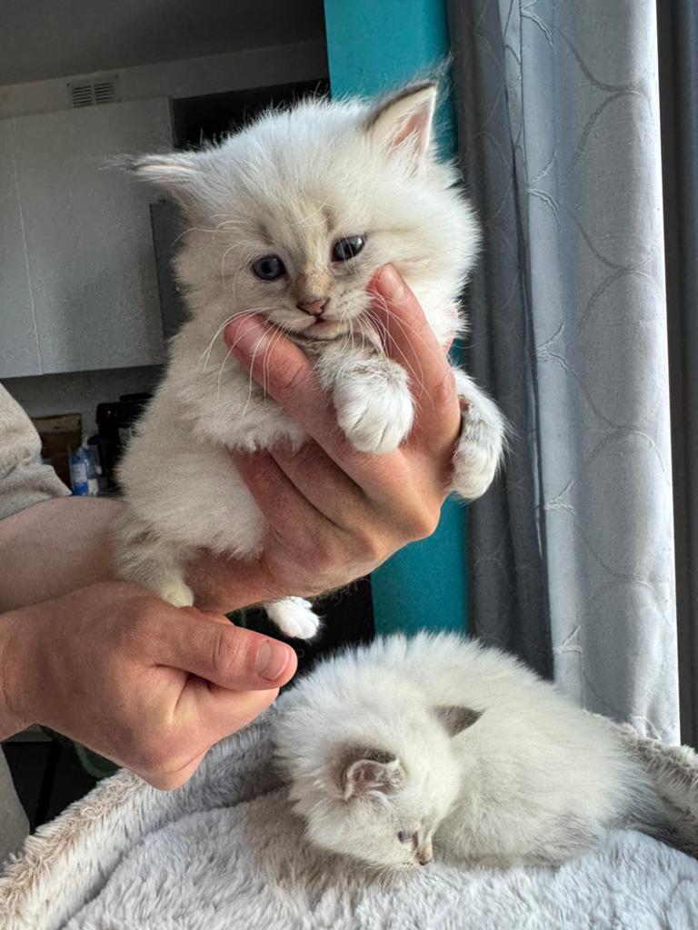 Neva Masquerade kittens te koop, Meerdere dieren, Met stamboom, 0 tot 2 jaar