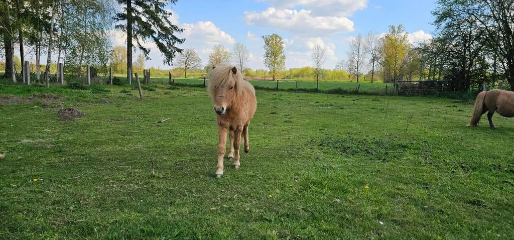 Super leuk mini hengstje