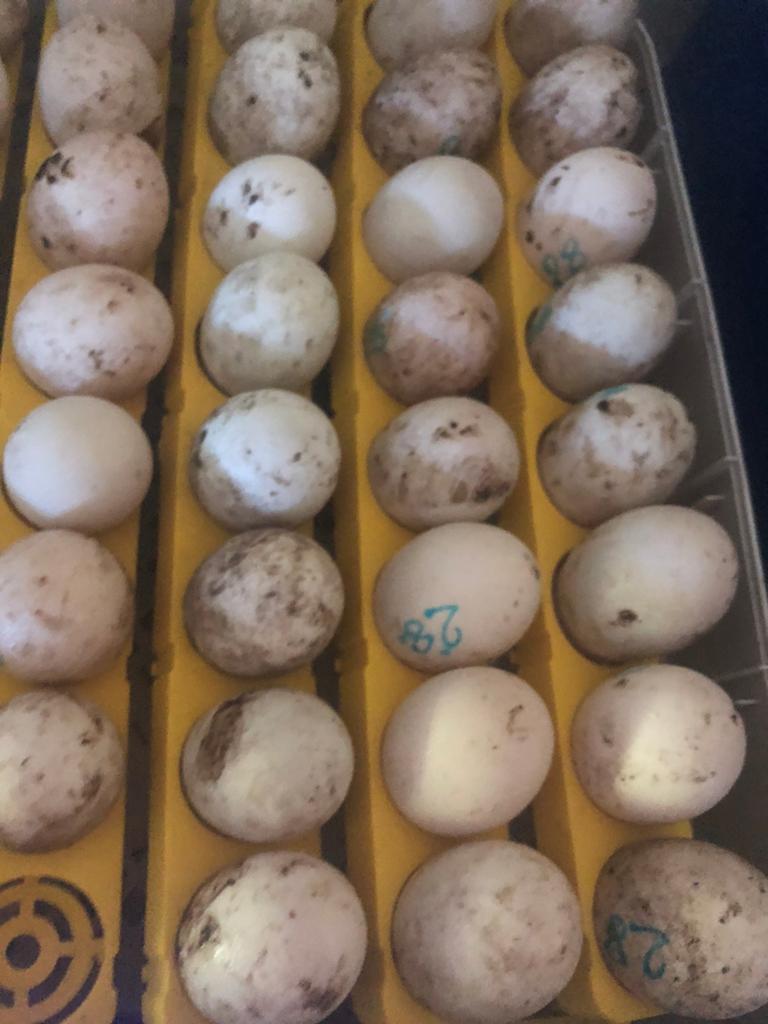 Broedeieren indische loopeenden, Dieren en Toebehoren, Pluimvee