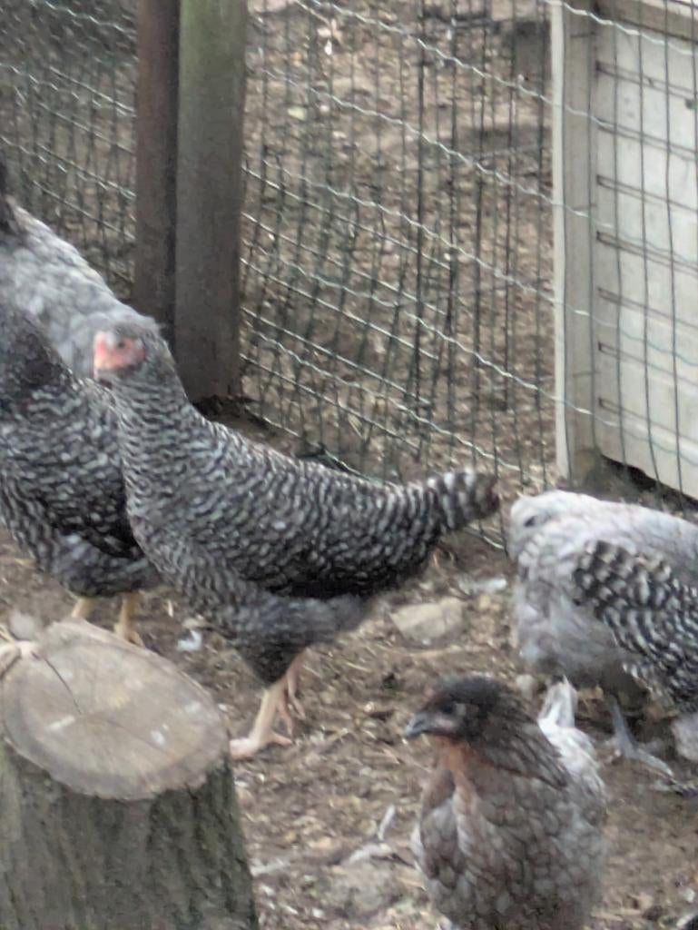 Koekoek legkippen, Dieren en Toebehoren
