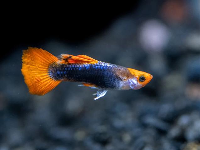 Brazil Tuxedo Redcap Guppy, Dieren en Toebehoren, Zoetwatervis