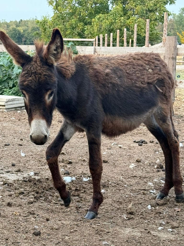 Jonge moi hengst., Dieren en Toebehoren, Hengst, Gechipt