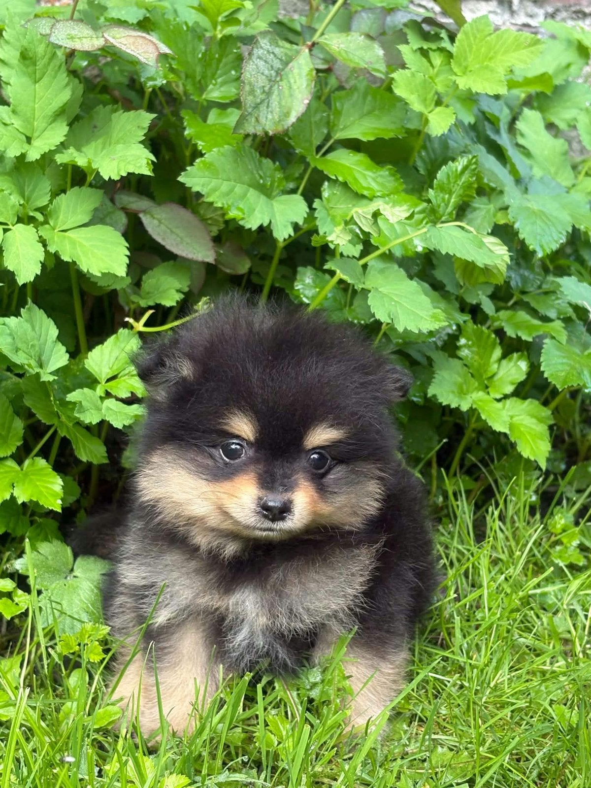 Pomeriaan puppy, Dieren en Toebehoren, België, Fokker | Hobbymatig, Reu, 8 tot 15 weken