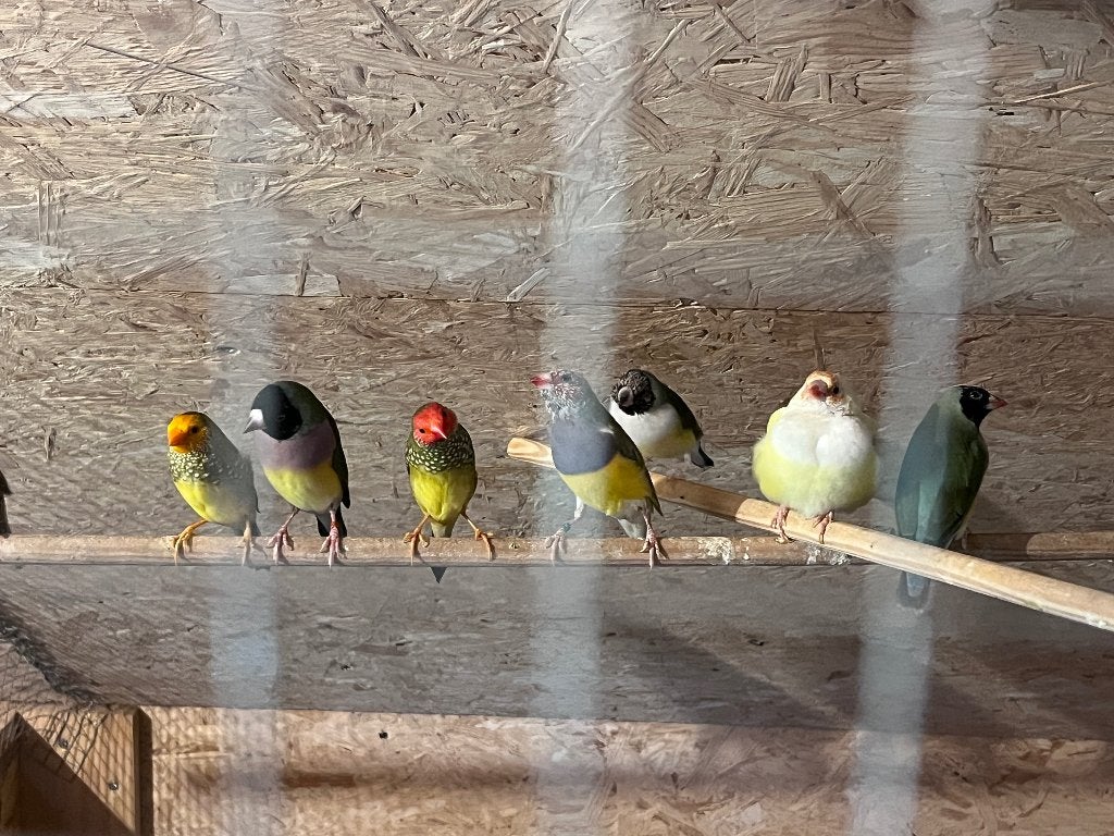 Diverse exoten, Dieren en Toebehoren, Ophalen