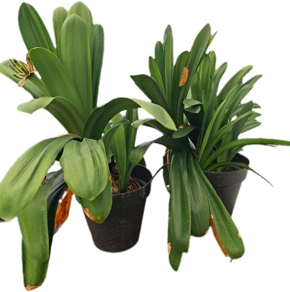 Plante d'intérieur, Maison & Meubles, Plantes d'intérieur, Palmier, Moins de 100 cm, Plante à fleurs, En pot, Enlèvement