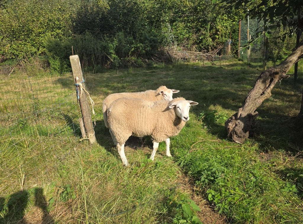 ooien, Femelle, Mouton, 0 à 2 ans