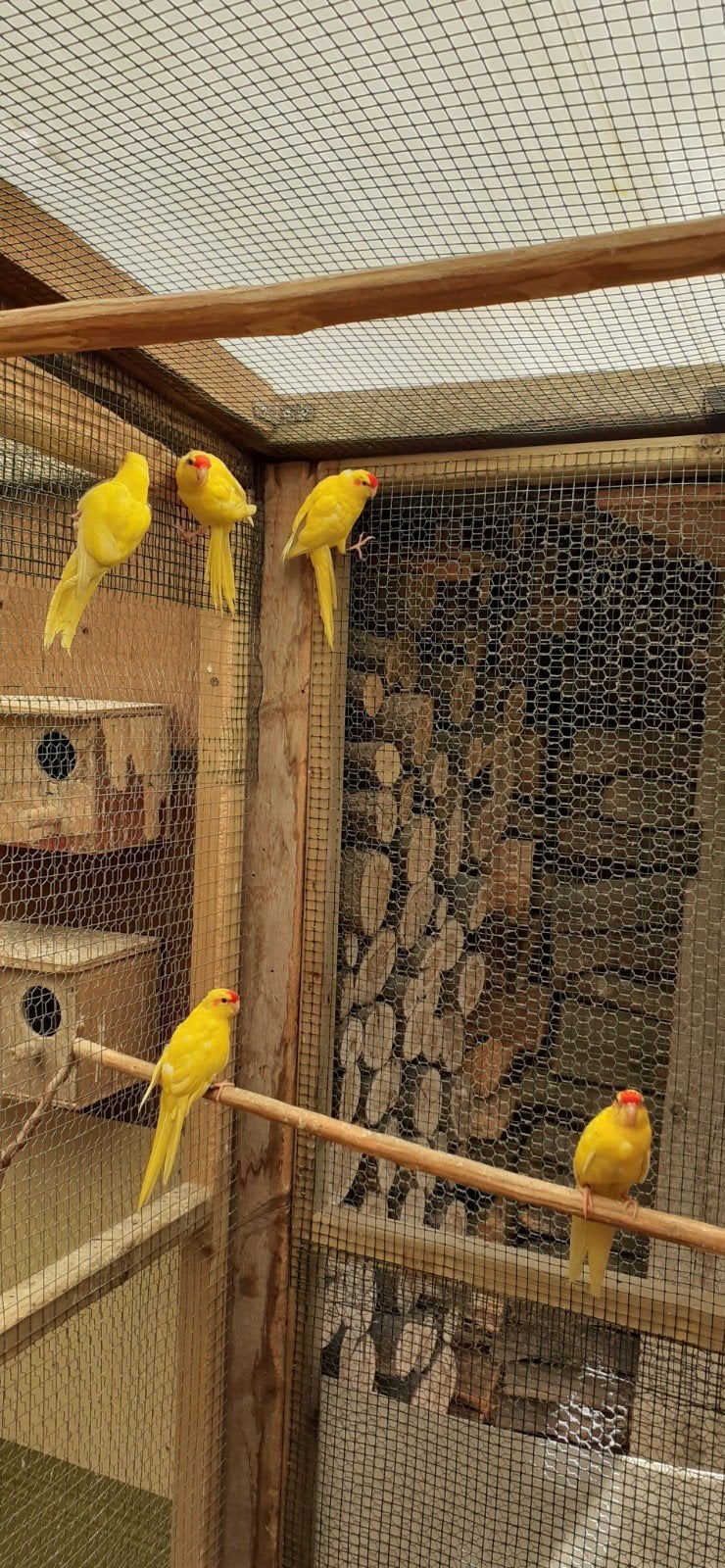 Kakarikies, Dieren en Toebehoren, Vogels | Kanaries