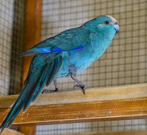 Zoek: kakariki vrouw, blauw, Dieren en Toebehoren, Vrouwelijk
