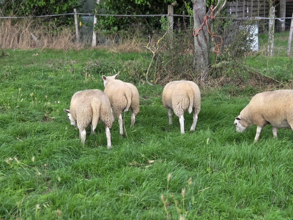 Jonge Engelse texel ooien en dekrammen, Dieren en Toebehoren, Meerdere dieren, Schaap, 0 tot 2 jaar