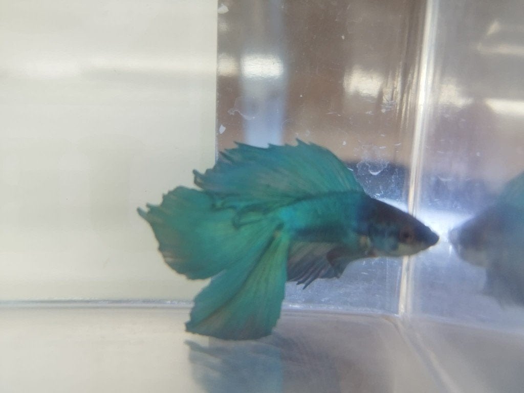 Betta Man Double tail, Vis, Zoetwatervis