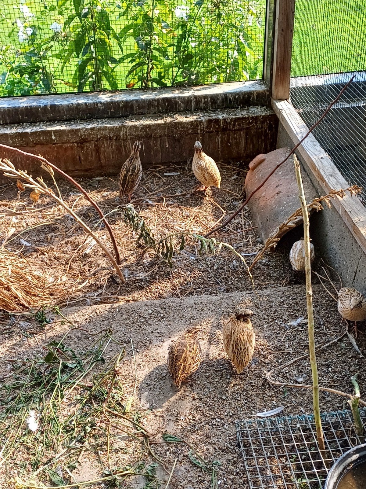 Inlandse kwartels, Dieren en Toebehoren, Vogels | Overige Vogels, Meerdere dieren, Geringd