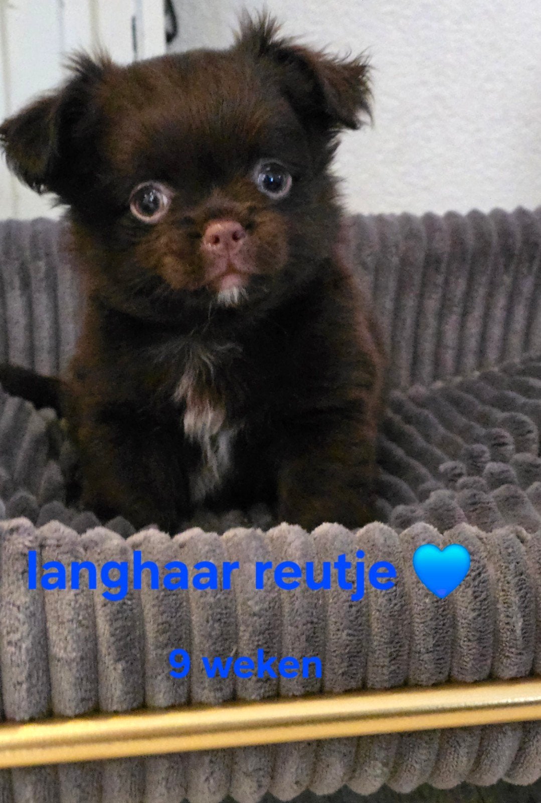 Prachtige  langharige chihuahua reutje's, Dieren en Toebehoren, België, Fokker | Hobbymatig, Reu, CDV (hondenziekte)