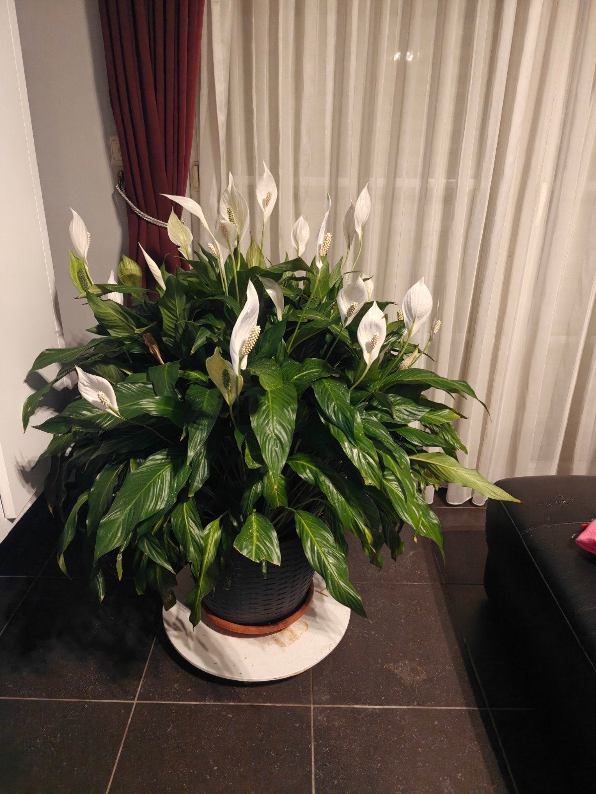 Lepelplant 30 bloemen  ALLEEN TELEFONISCH 0495154243, Huis en Inrichting, Kamerplanten, Ophalen