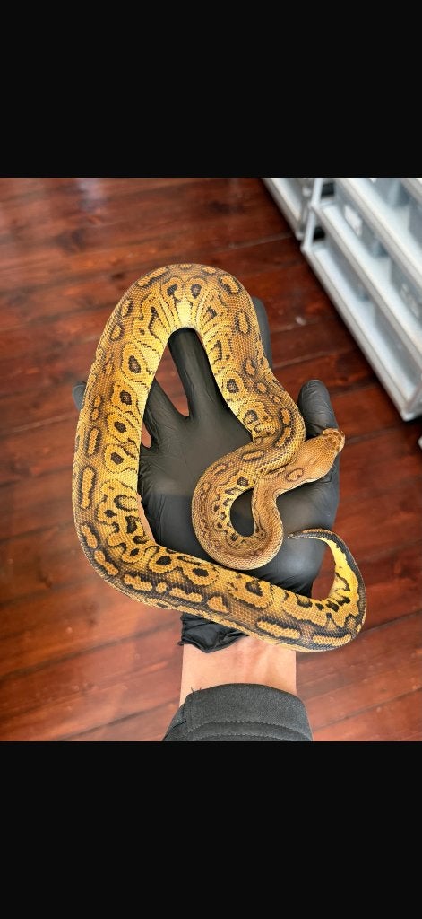 0.1 Black Pastel Hurricane Clown, Dieren en Toebehoren, Reptielen en Amfibieën, Slang, Tam, 0 tot 2 jaar