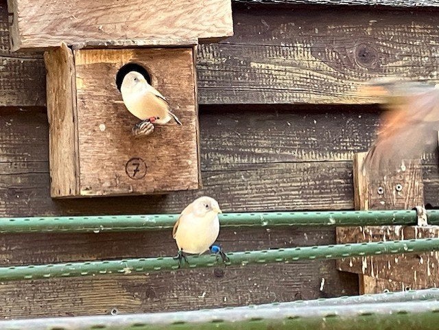 baardmannetjes poppen, Dieren en Toebehoren, Vrouwelijk, Wildzangvogel, Geringd
