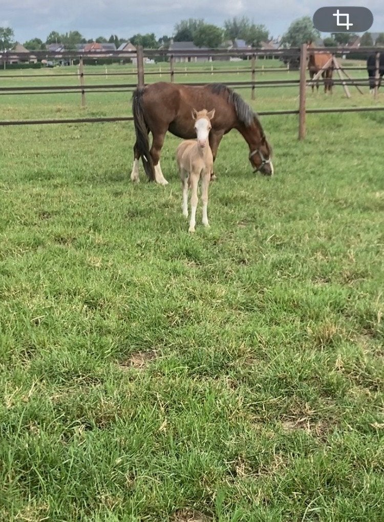 Welsh pony met veulen, Jument