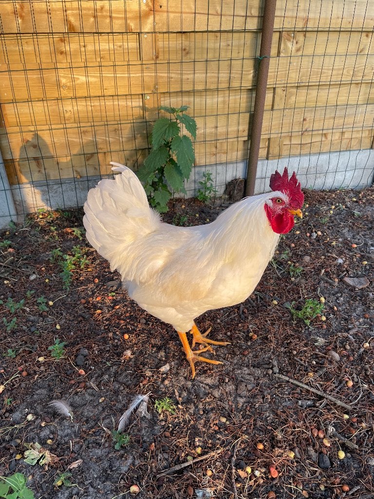 Witte haan Golden Comet, Dieren en Toebehoren, Pluimvee, Mannelijk, Kip