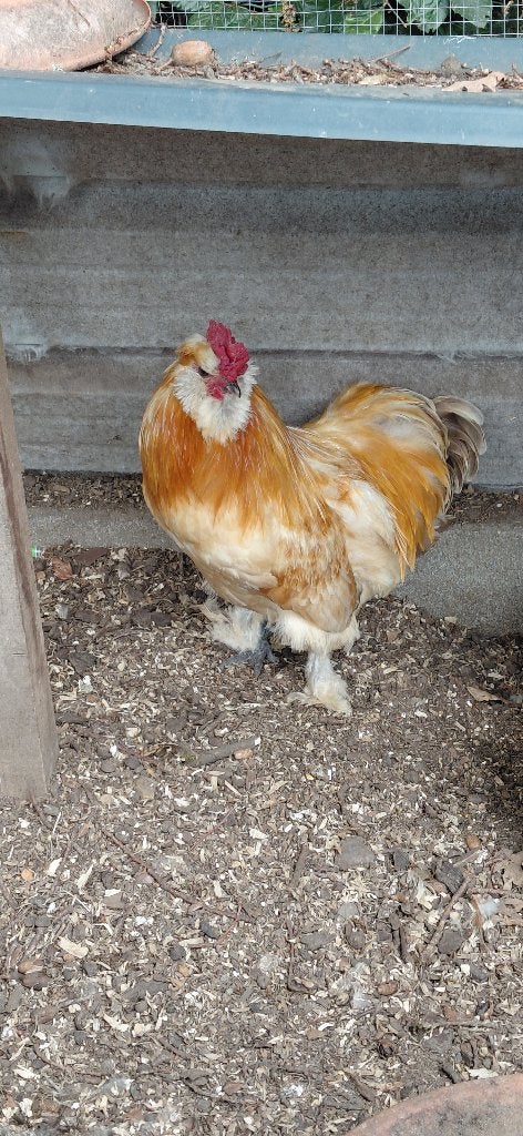 Haan, Animaux & Accessoires, Volatiles, Poule ou poulet, Mâle