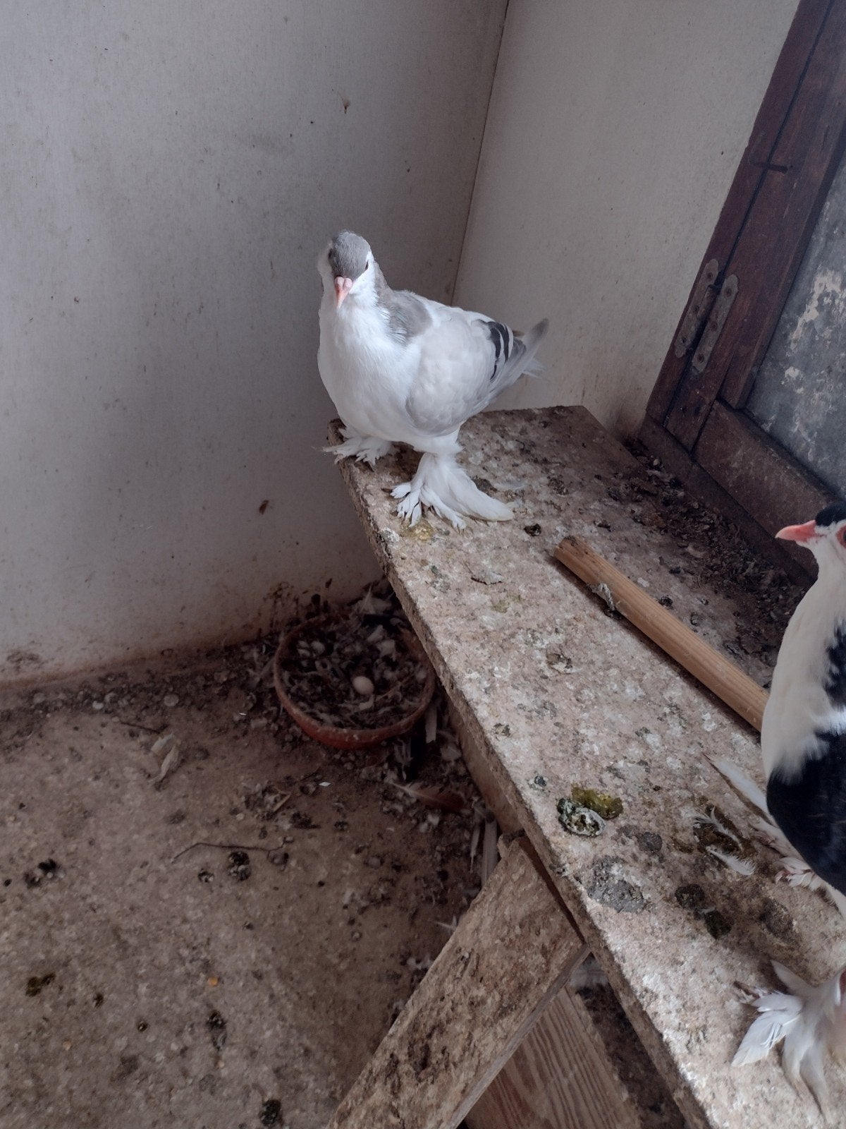 sierduiven lahores, Plusieurs animaux, Autres espèces