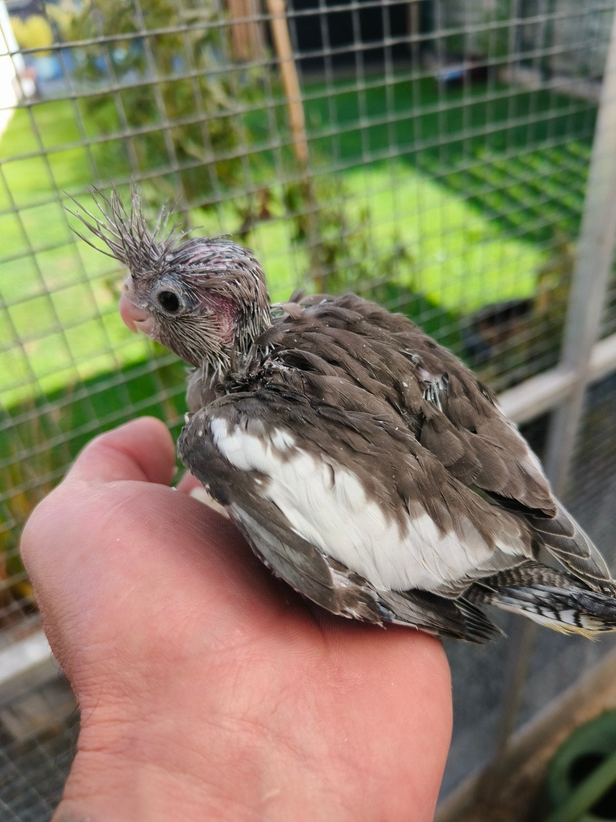 2 handtamme valkparkieten, Dieren en Toebehoren