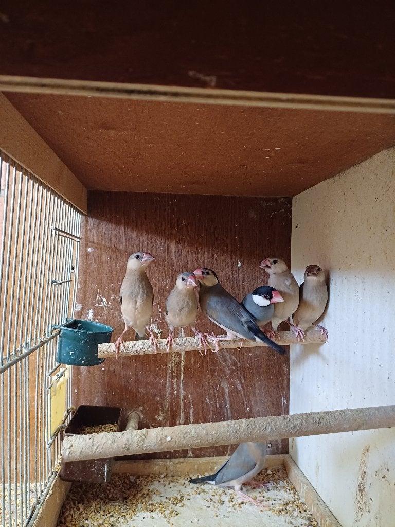 Rijstvogels, Dieren en Toebehoren
