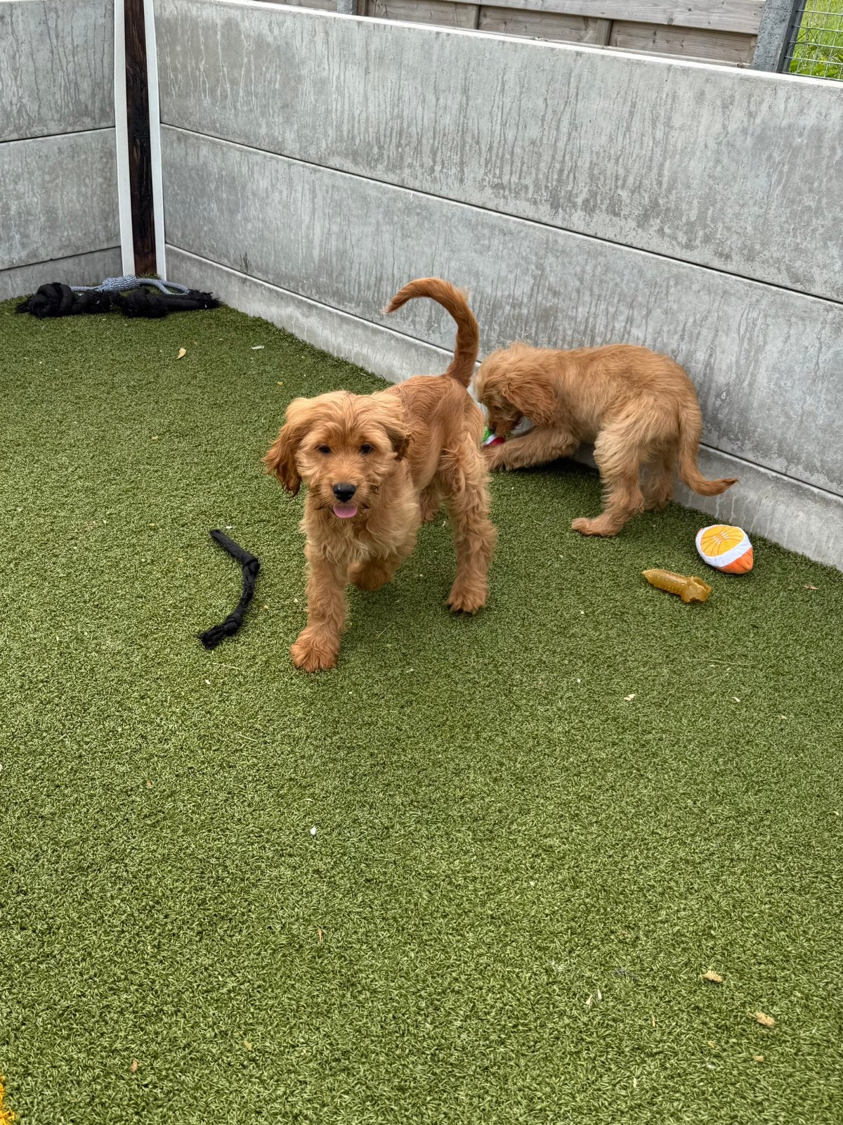 Mini/medium goldendoodle, Animaux & Accessoires, Chiens | Retrievers, Épagneuls & Chiens d'eau, Plusieurs animaux, Autres races