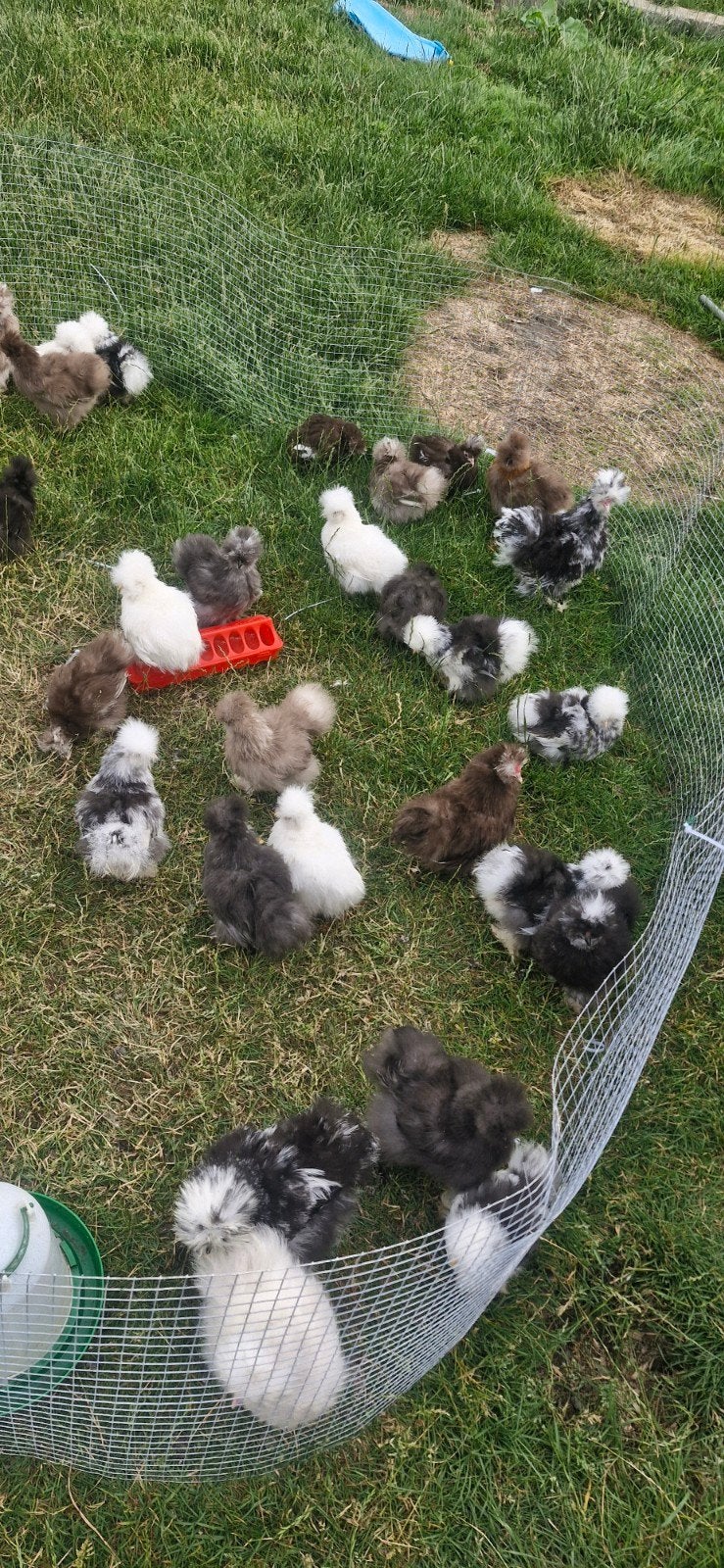 Usa zijdehoen halfwas, Dieren en Toebehoren, Pluimvee