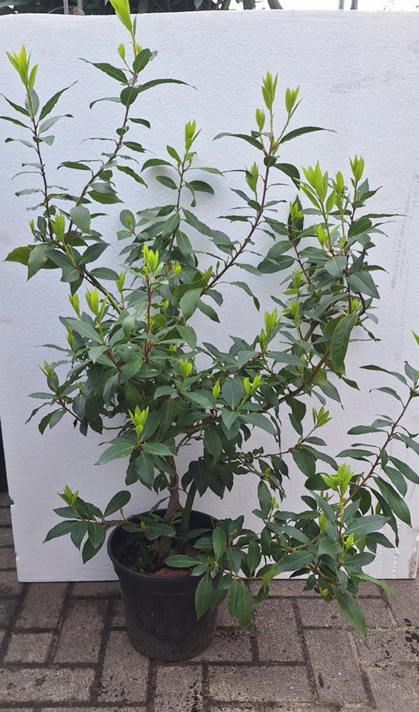 Echte laurier, Laurus nobilis, struik keukenkruid, Tuin en Terras, Ophalen, Laurier, Struik