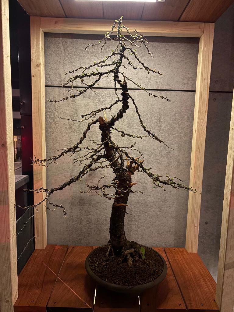 Larix-bonsai, Overige soorten, Lente, Minder dan 100 cm, Ophalen